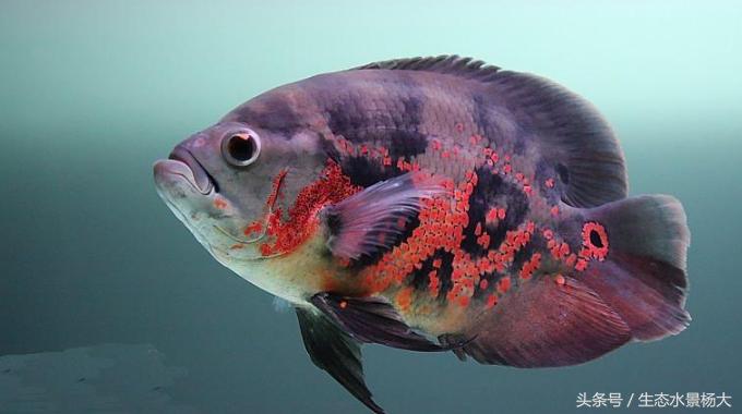 观赏鱼种类作用,什么观赏鱼寓意好