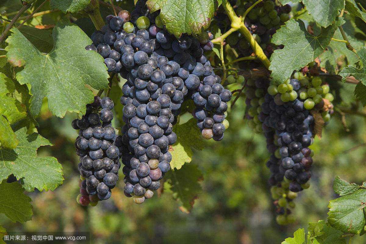 中药材葡萄籽检测报告,中药葡萄叶的功效