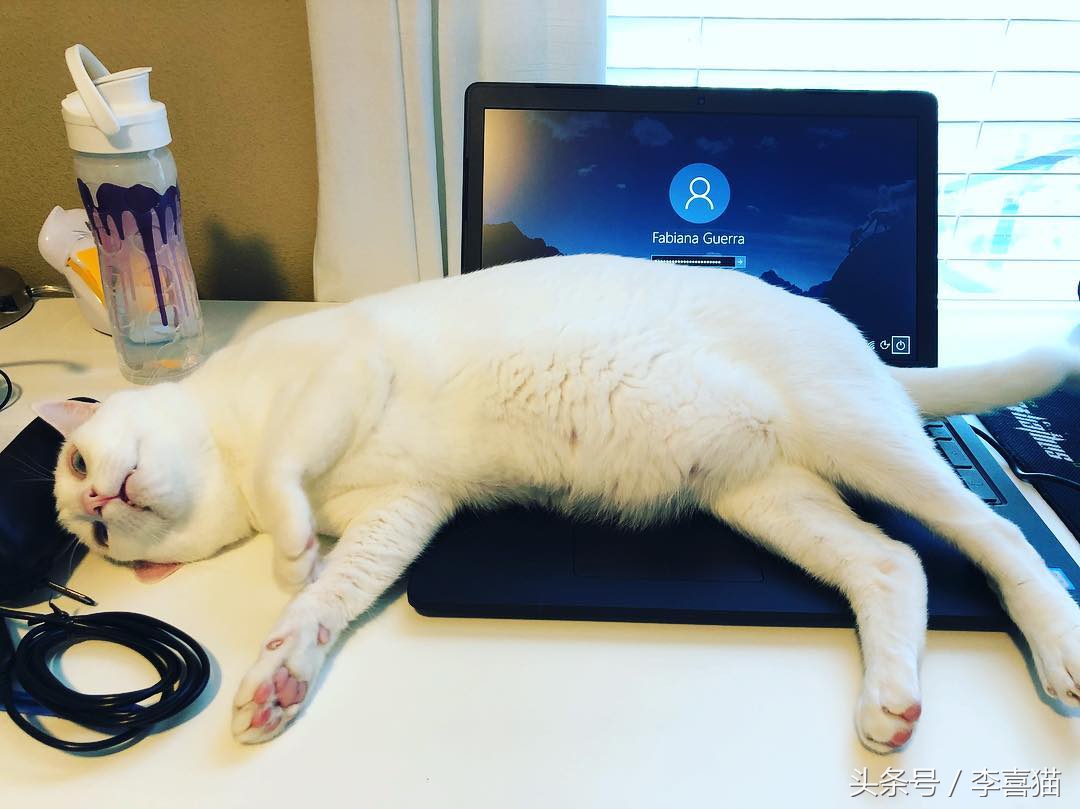 猫咪小小的脑袋大大的身子,猫咪有什么古怪的性格