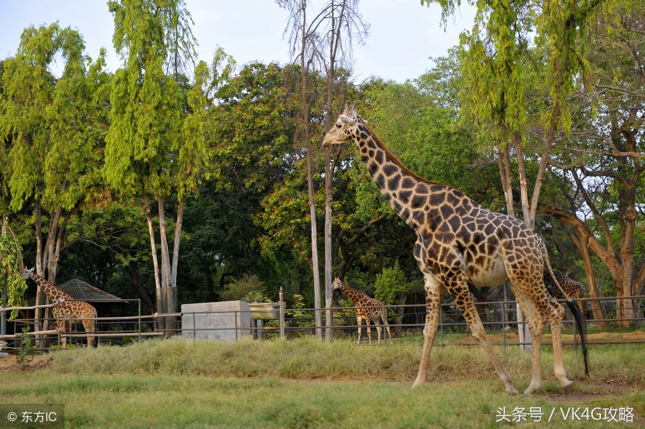 南京最大动物园排名,南京新开的动物园在哪里