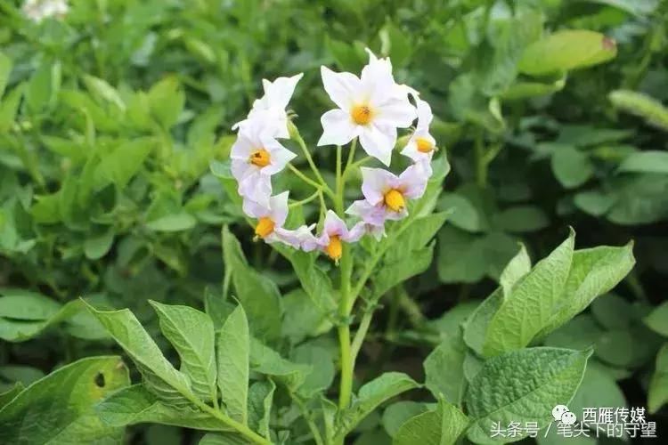 会宁学子求学故事,会宁学子事迹