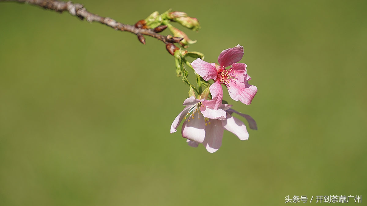 白云山樱花开了吗,白云山樱花盛开