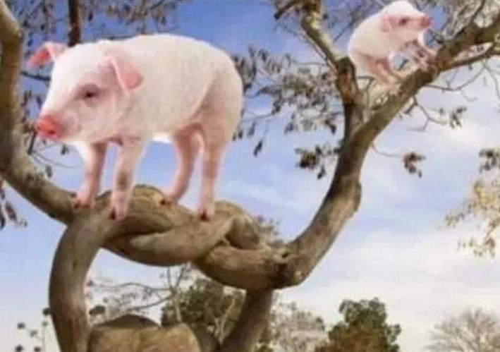如何让猪上树？方向不对，努力白费！（彻底颠覆你的思维）