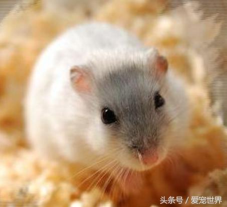 围观一只小吃货,捕捉一位小吃货