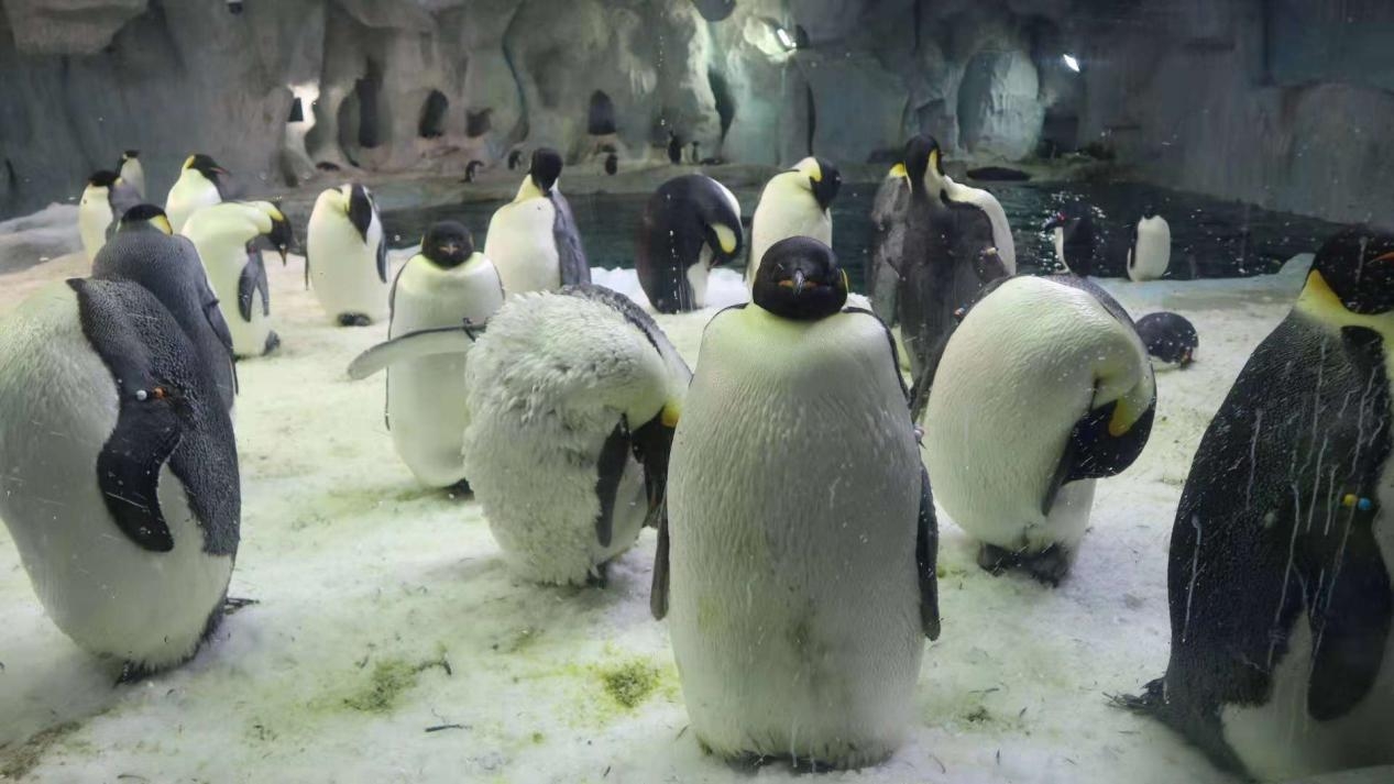 珠海长隆游玩省钱攻略,珠海长隆游玩攻略一天够玩吗