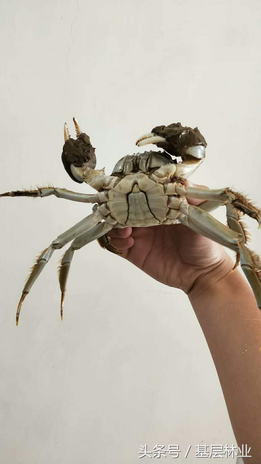 螃蟹捆起来的手法怎么做,捆螃蟹的正确做法