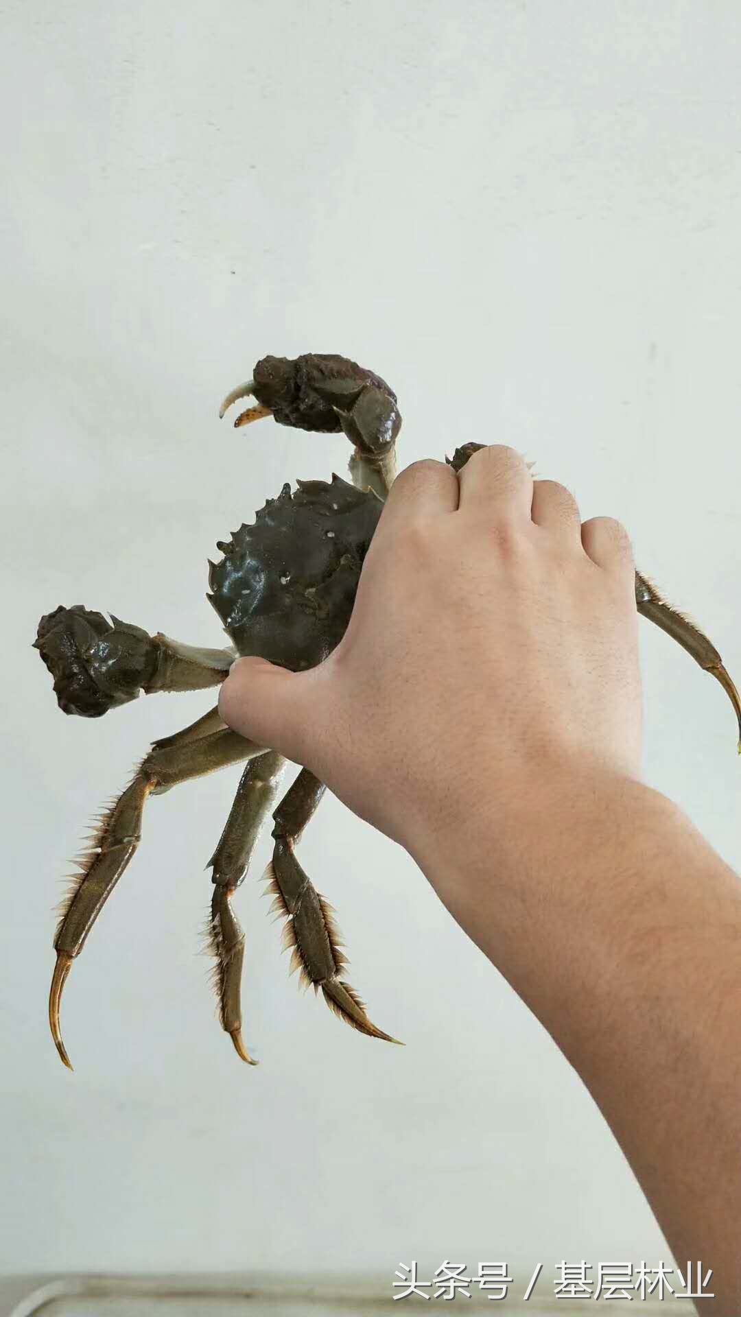 螃蟹捆起来的手法怎么做,捆螃蟹的正确做法