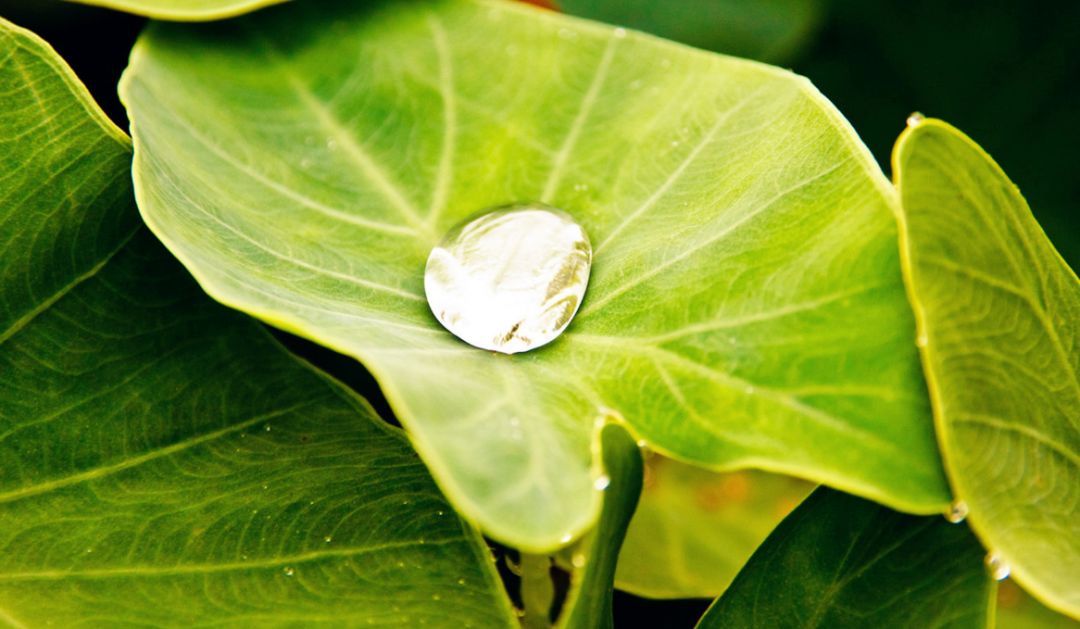 寒露古诗词名句,古诗寒露七言诗句