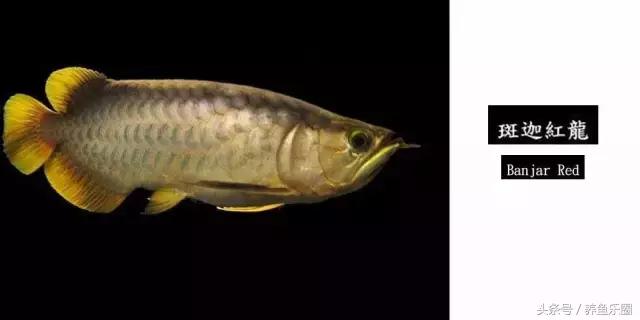 龙鱼品种大全图解,龙鱼到底是什么品种的鱼