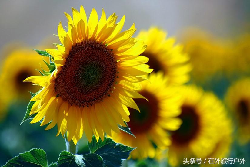 不去普罗旺斯和柬埔寨,千元飞到泰国看最美向日葵田和高棉遗址