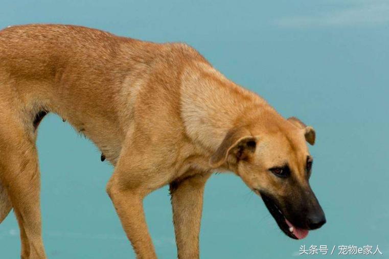为什么给狗狗做体外驱虫,为什么给狗狗驱虫了还是频繁挠痒