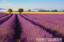 花茶小知识(四)——薰衣草茶