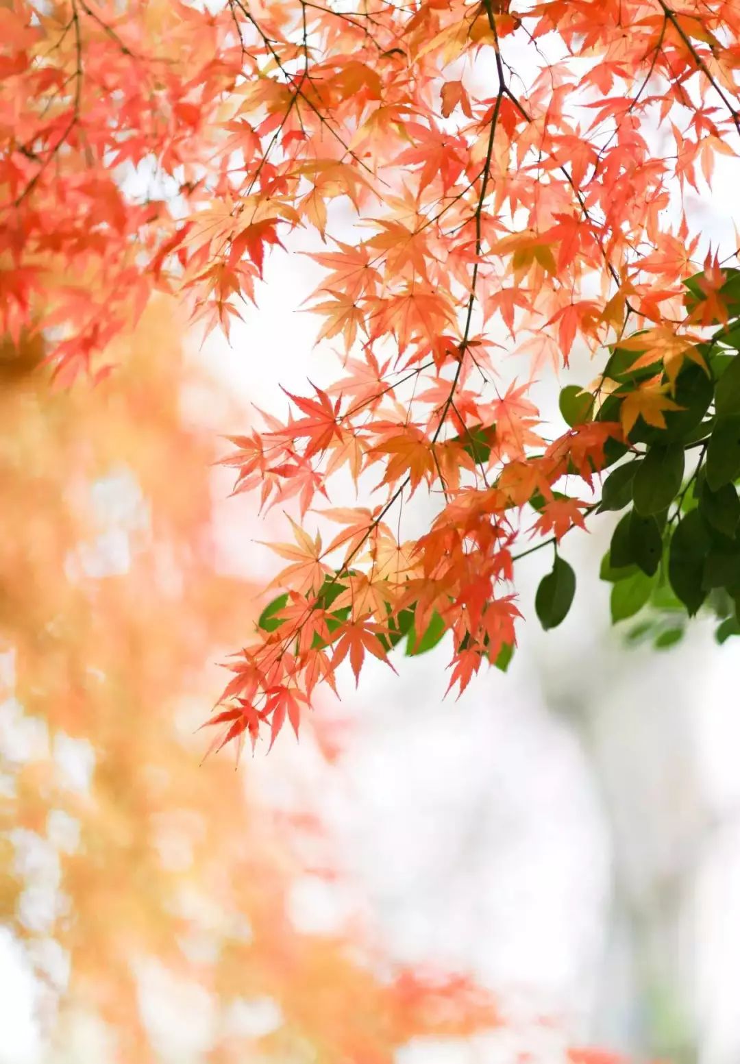 上海地铁3号线沿线美食,上海美食小吃一条街必打卡