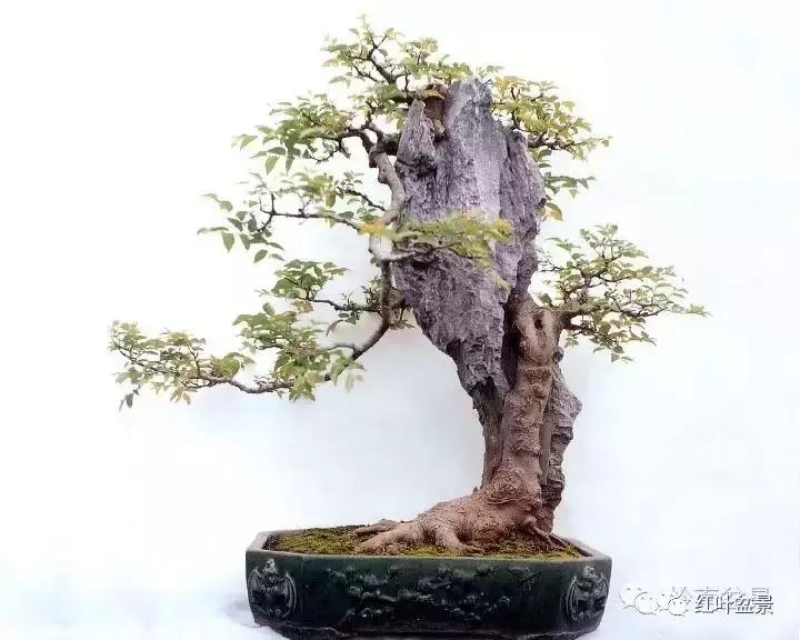 百看不厌的盆景欣赏,盆景欣赏难得一见的绝美盆景艺术