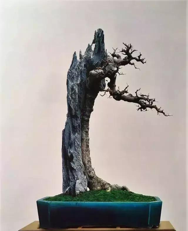 百看不厌的盆景欣赏,盆景欣赏难得一见的绝美盆景艺术