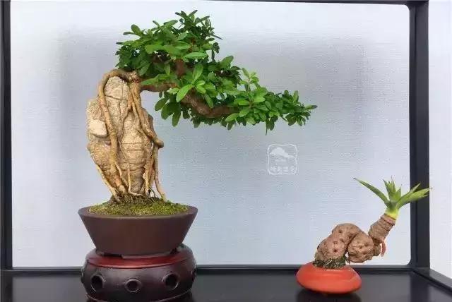百看不厌的盆景欣赏,盆景欣赏难得一见的绝美盆景艺术