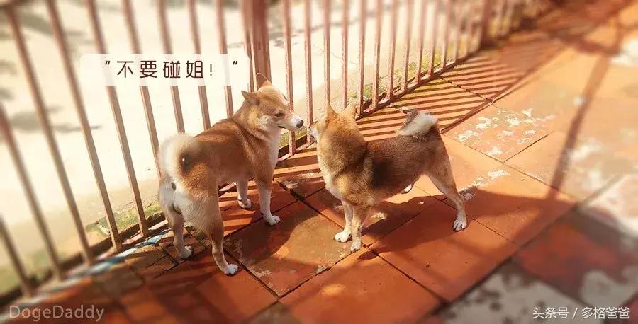 公边牧发情期可以做绝育手术吗,公犬发情期除了绝育还有什么办法