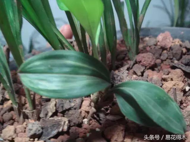 兔耳兰野生兰花什么时候开花,文山州兔耳兰展上的精品兰花