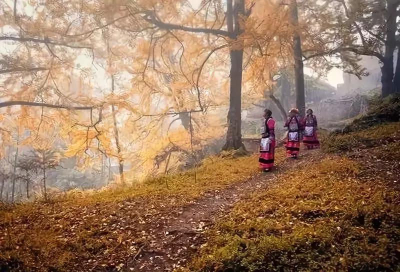 最佳银杏观赏地是哪儿,银杏观赏地点在哪里