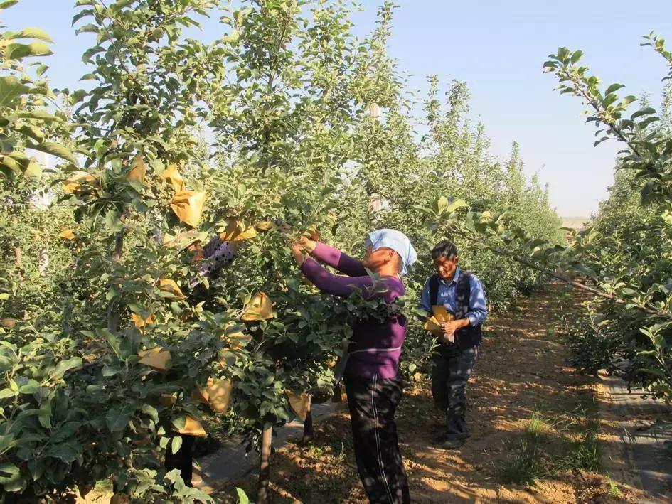果树常用农药大全,果树常用农药