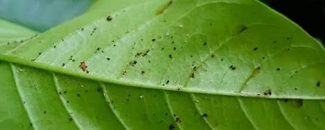 花儿生虫了用什么杀虫好,花儿生虫怎么办打什么药