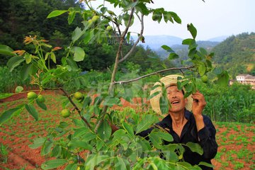 当年三鹿奶粉对孩子造成的影响,三鹿奶粉对孩子的危害