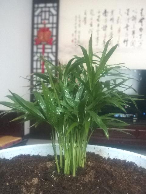 袖珍椰子叶子有点黄有点皱叶,袖珍椰子叶子不绿怎么回事