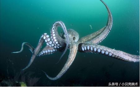 少儿创意美术《章鱼》，海底世界好神奇！