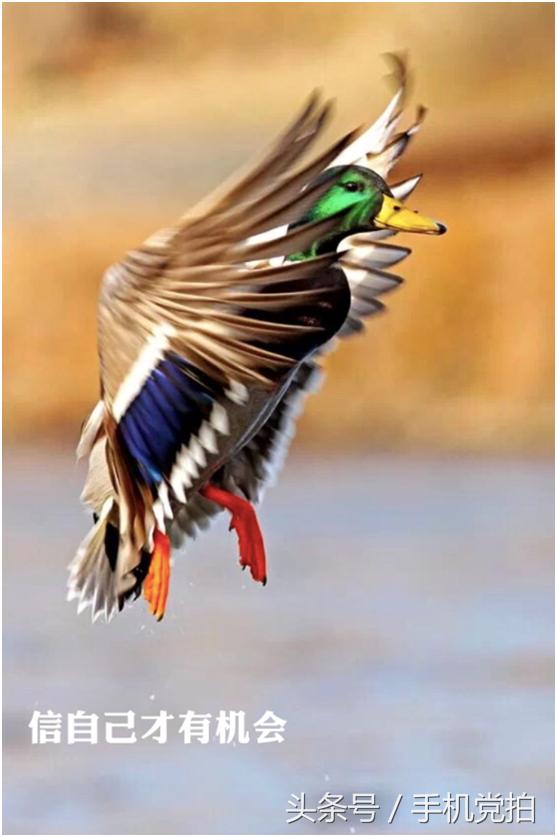 想在图片上加文字怎么加,如何给微信上添加照片