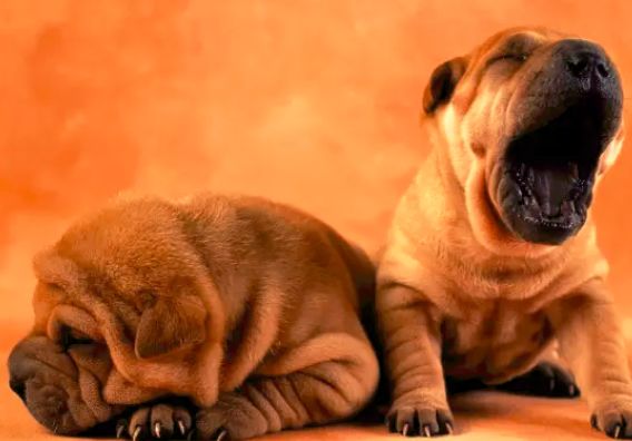 小心！这九大致死原因很容易从铲屎官手上掳走狗子！