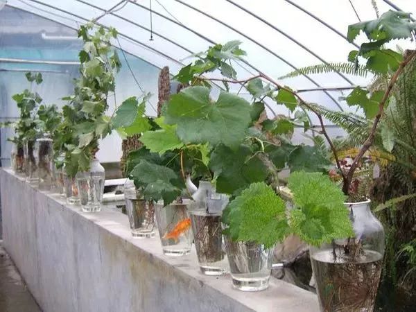 50个冷门赚钱项目让你快速致富,未来几年小本挣钱的好项目