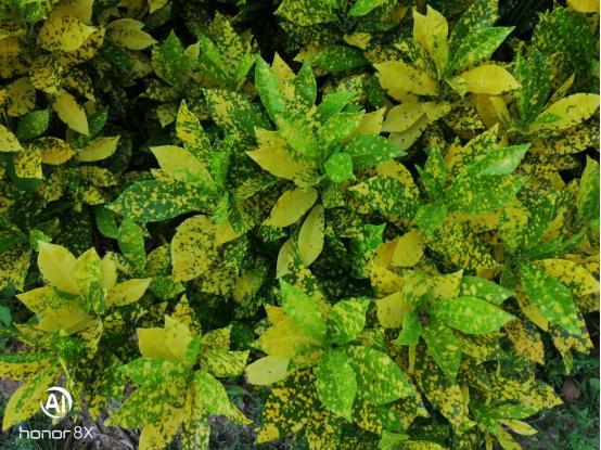 荣耀8x手机值不值得入手,荣耀8x手机怎么样值得买吗