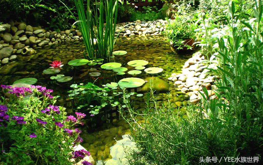 小池塘古法养鱼,古法养鱼小池塘