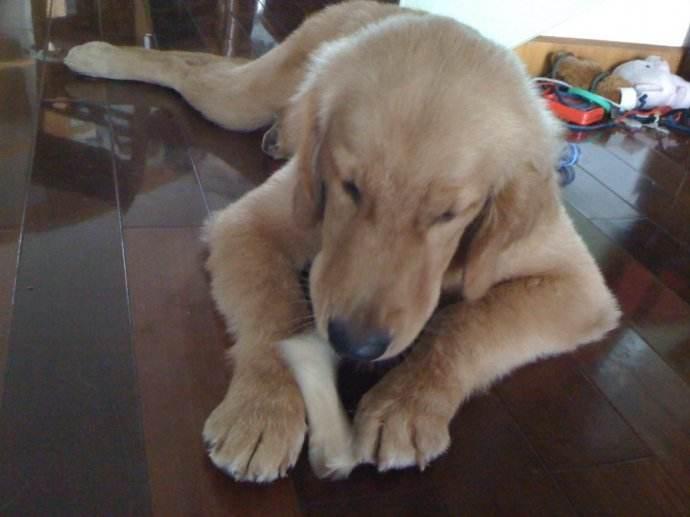 狗狗啃骨头很久,狗狗啃骨头到什么程度