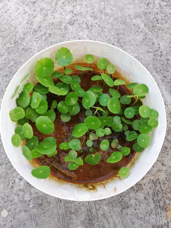 适合室内养的一年四季小绿植,冬季家里懒人好养殖的室内绿植