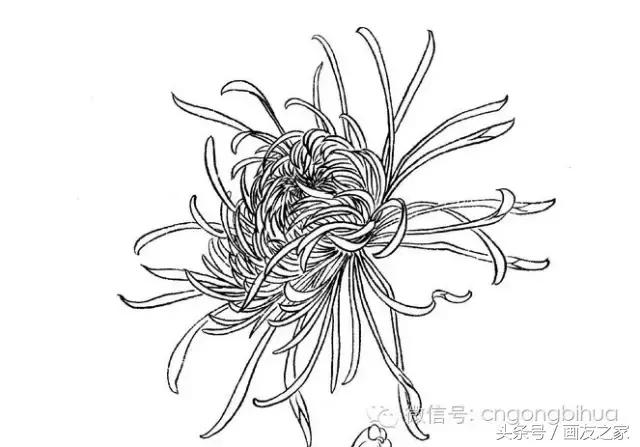 国画工笔菊花的画法视频,线描菊花画谱