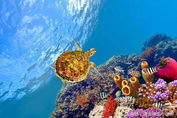 美娜多有什么故事,美娜多惊艳的照片