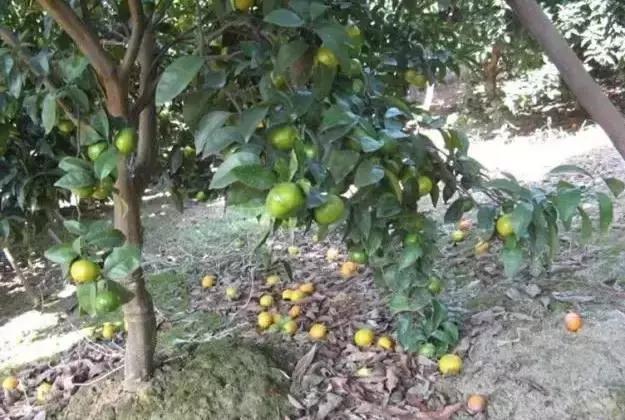 柑橘针蜂落果吗,柑橘针蜂危害