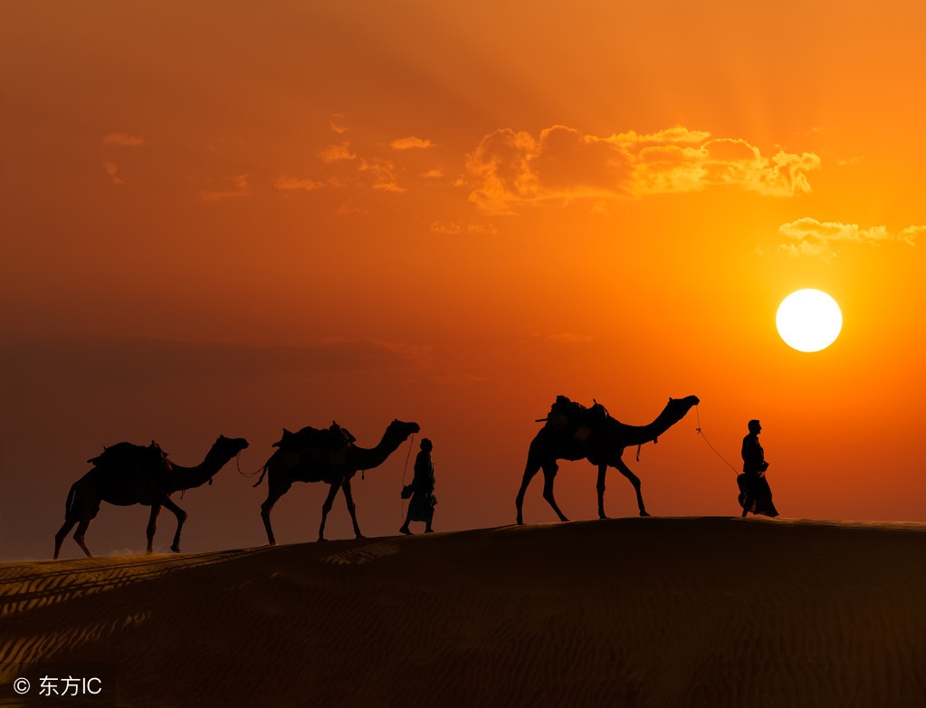 沙漠骆驼为什么流行,沙漠骆驼为什么突然不火了