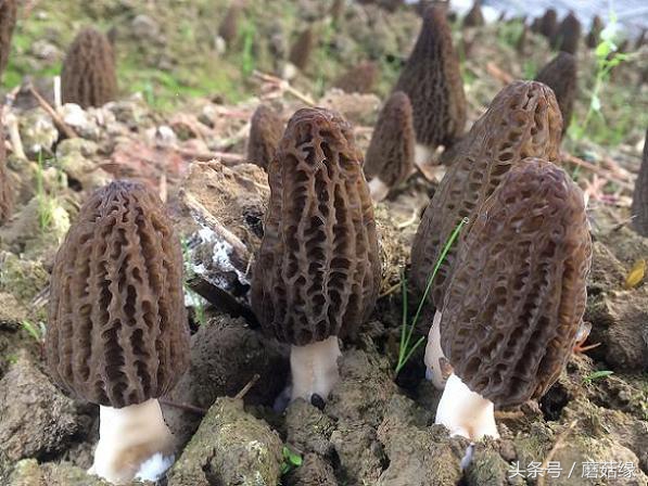 羊肚菌种植存在问题,羊肚菌栽培的成功关键是什么