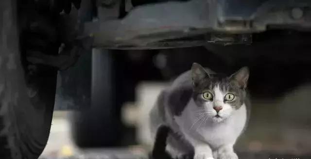 幼猫丢了找回来的巧方法,猫咪丢了怎么办怎么报警