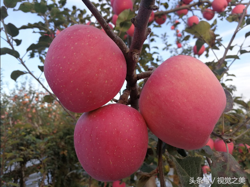 金秋最美的家园,金秋农家院