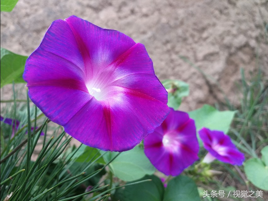 金秋最美的家园,金秋农家院