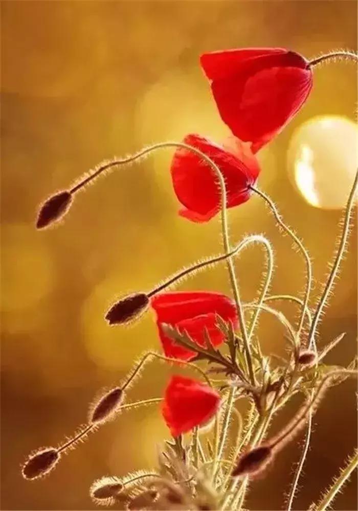 宋词中关于虞美人的词,关于虞美人的古诗鉴赏