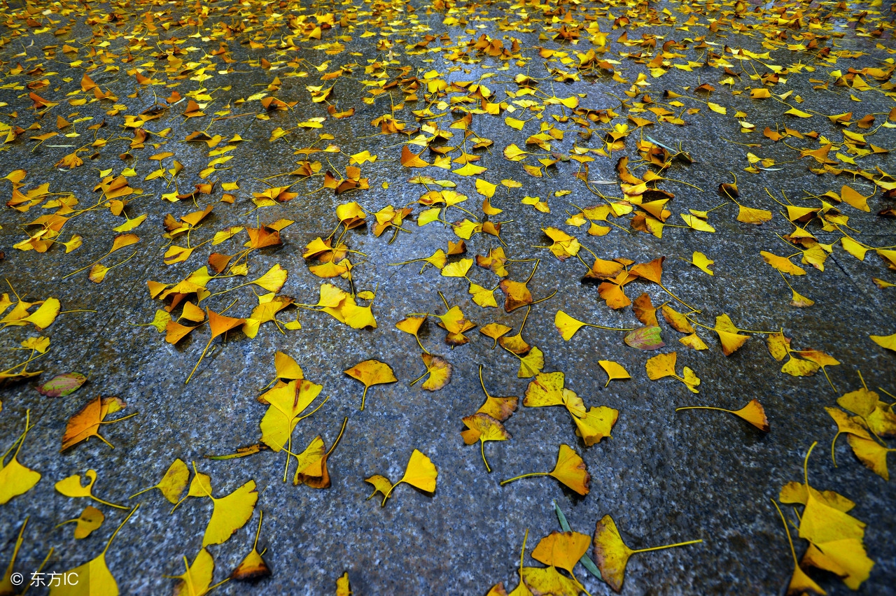 铁道兵战友抒情诗作一组,铁道兵诗歌100首