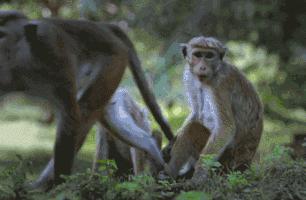 健康丨长达10余年的实验证明：吃得多，确实死得快