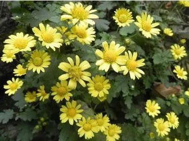 马蜂蜇人几针会致死,马蜂蜇人会致人死亡吗