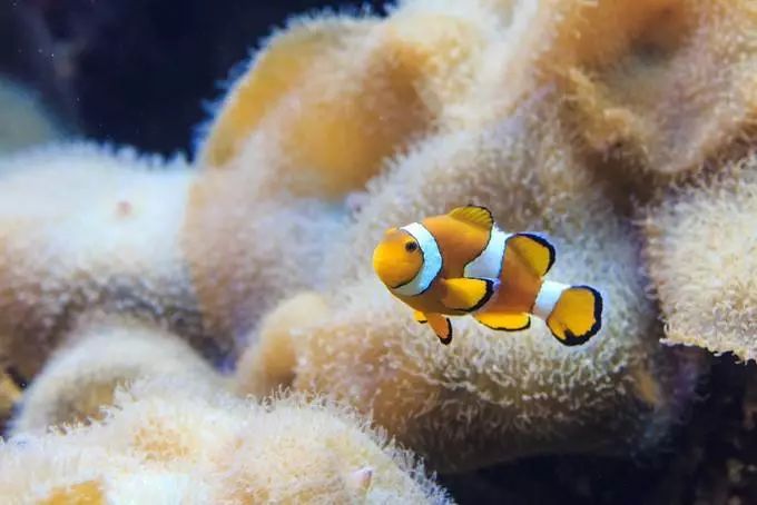 李茶的姑妈海景大别墅,李茶的姑妈在马来西亚