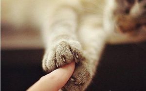 猫咪不让剪毛球怎么办,怎样给猫咪剪指甲不抓人