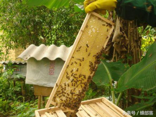 蜜蜂产生了新蜂王老蜂王怎么办,蜜蜂多的蜂王怎么养的活